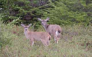 Two deer off mitkof highway photo